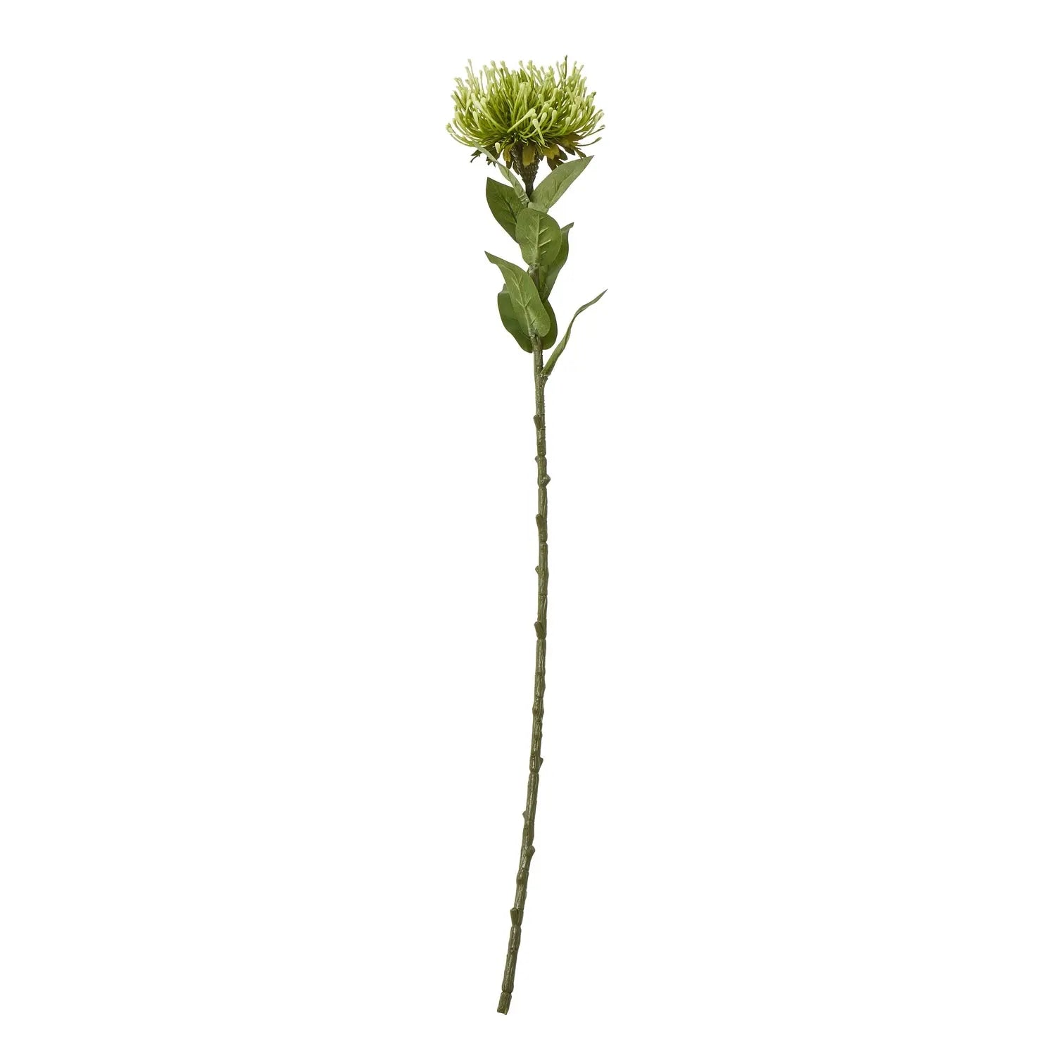 Green Protea Lorea Stem Makur Interior