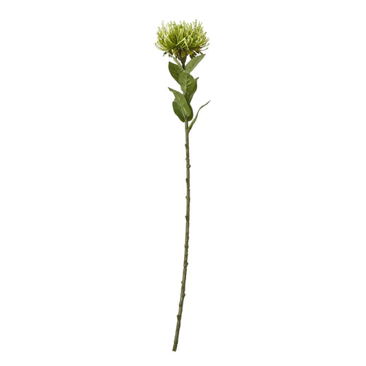 Green Protea Lorea Stem Makur Interior