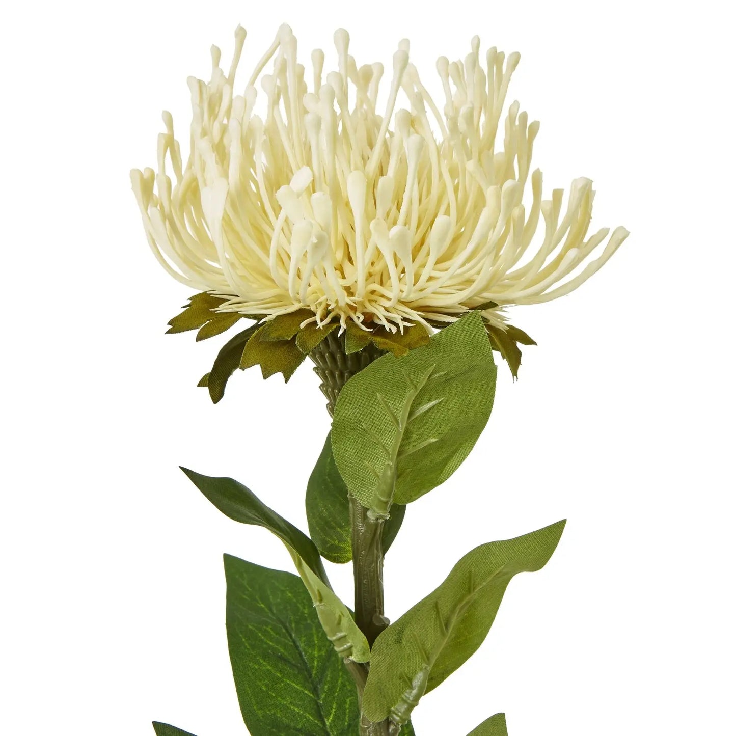 Cream Protea Lorea Stem Makur Interior