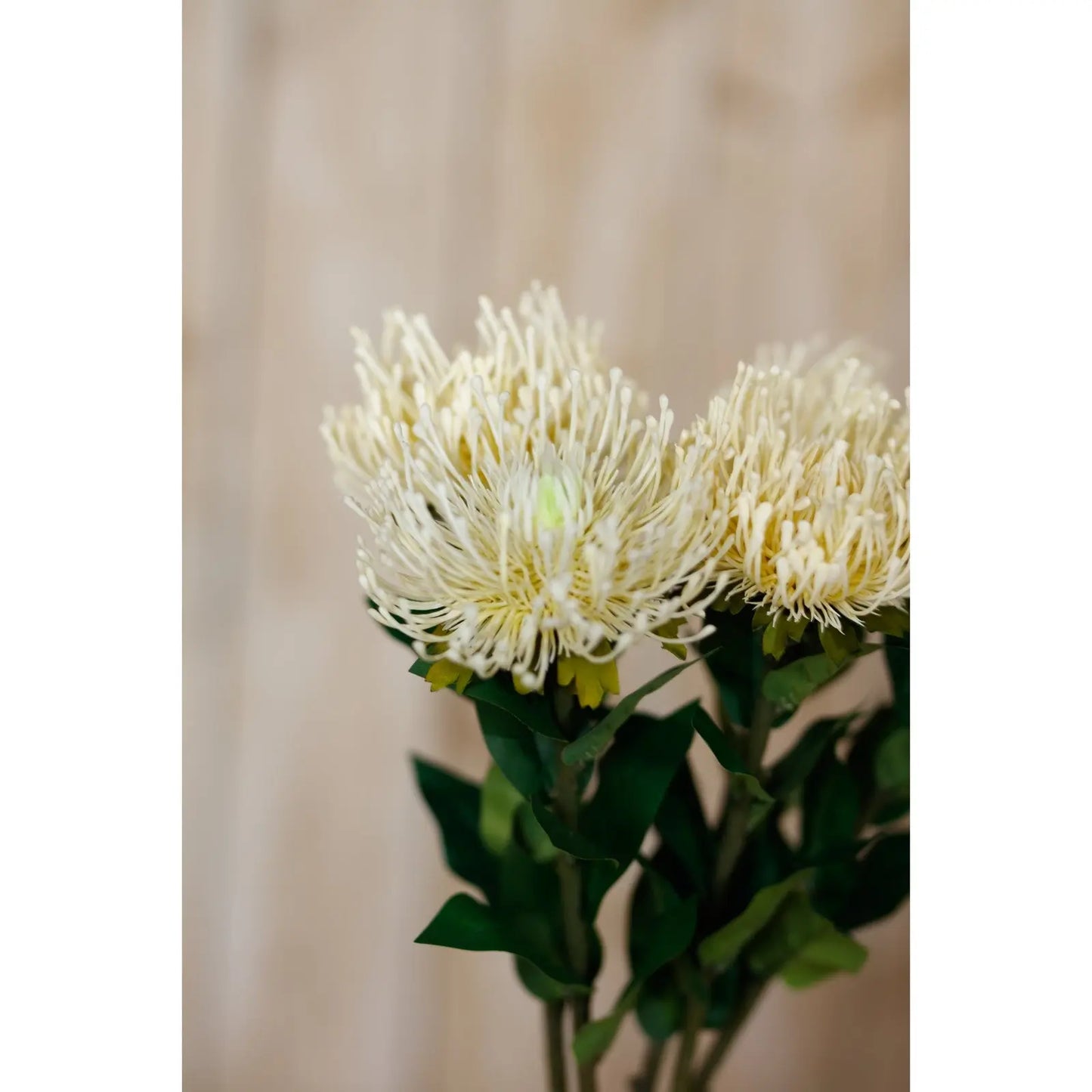 Cream Protea Lorea Stem Makur Interior