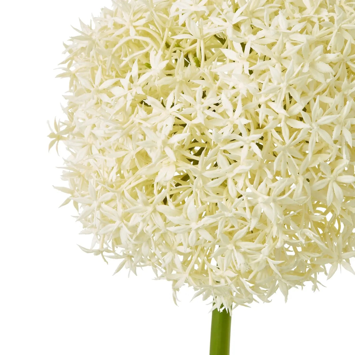 Cream Giant Allium Stem Makur Interior