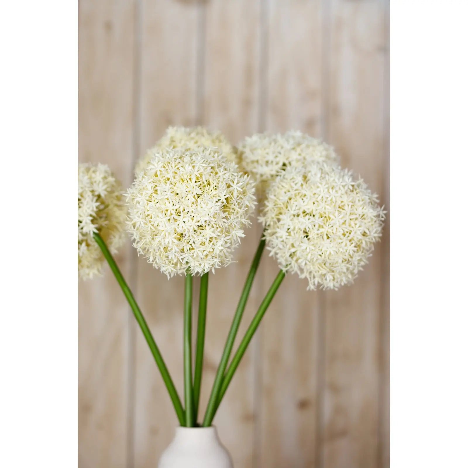Cream Giant Allium Stem Makur Interior
