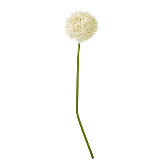 Cream Giant Allium Stem Makur Interior