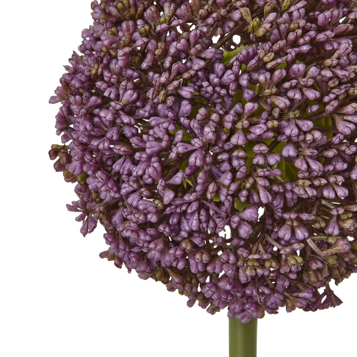 Purple Allium Stem Makur Interior