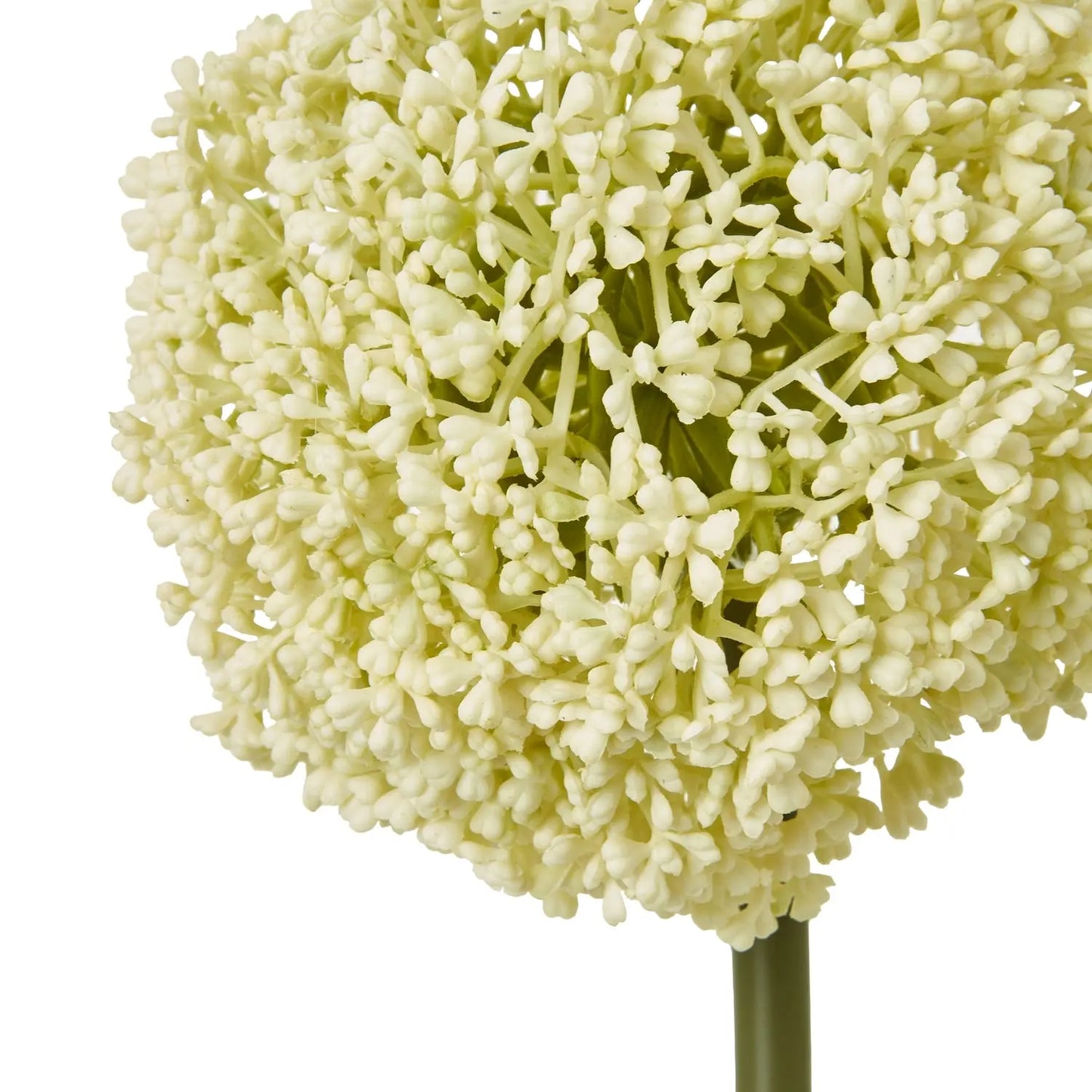Cream Allium Stem Makur Interior