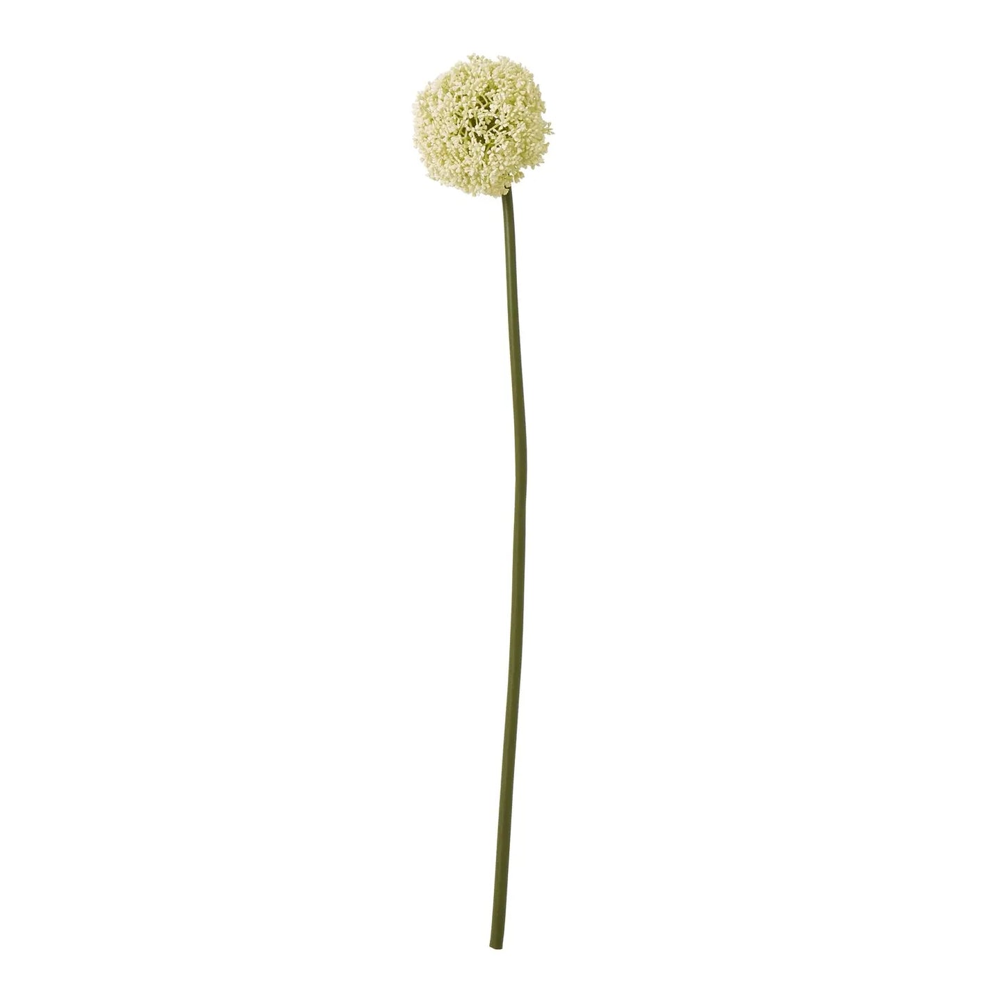 Cream Allium Stem Makur Interior