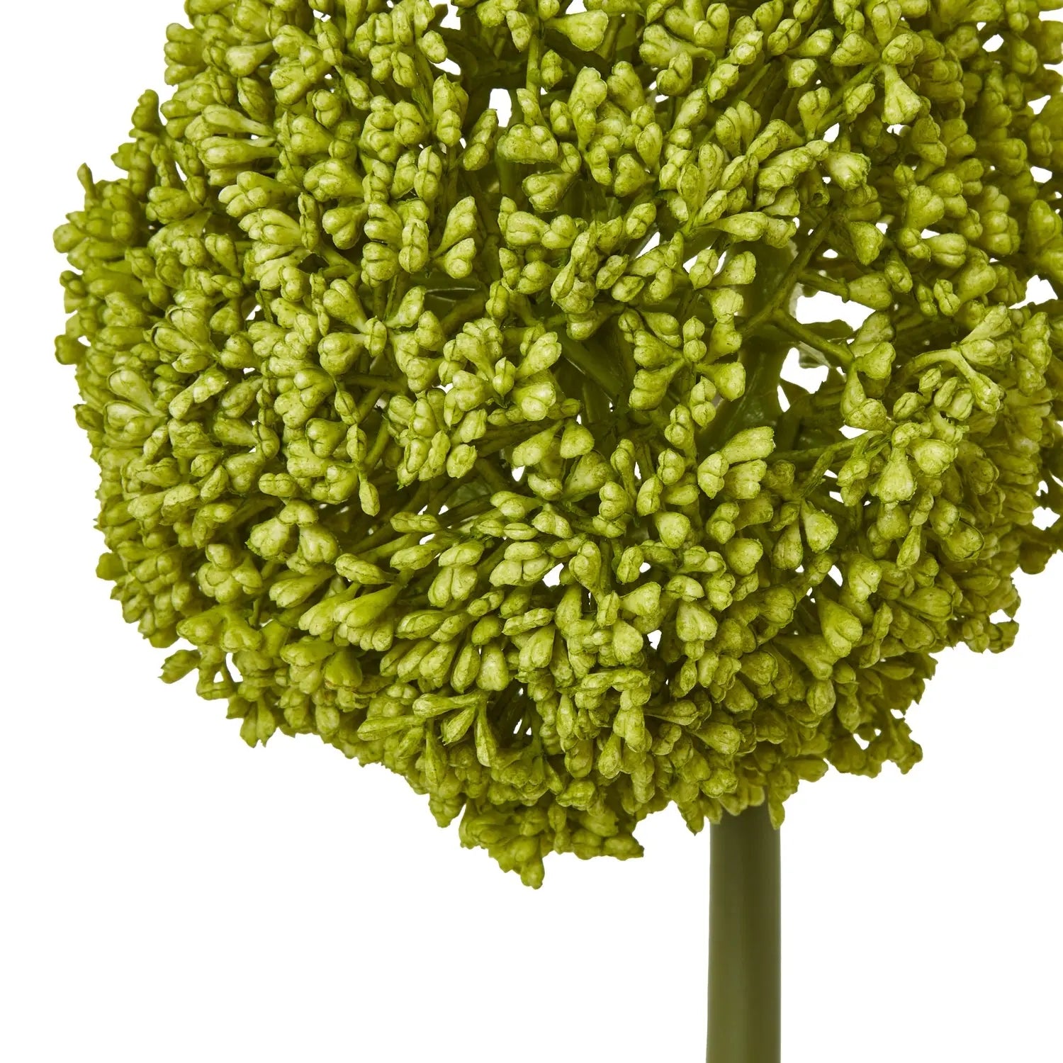 Green Allium Stem Makur Interior
