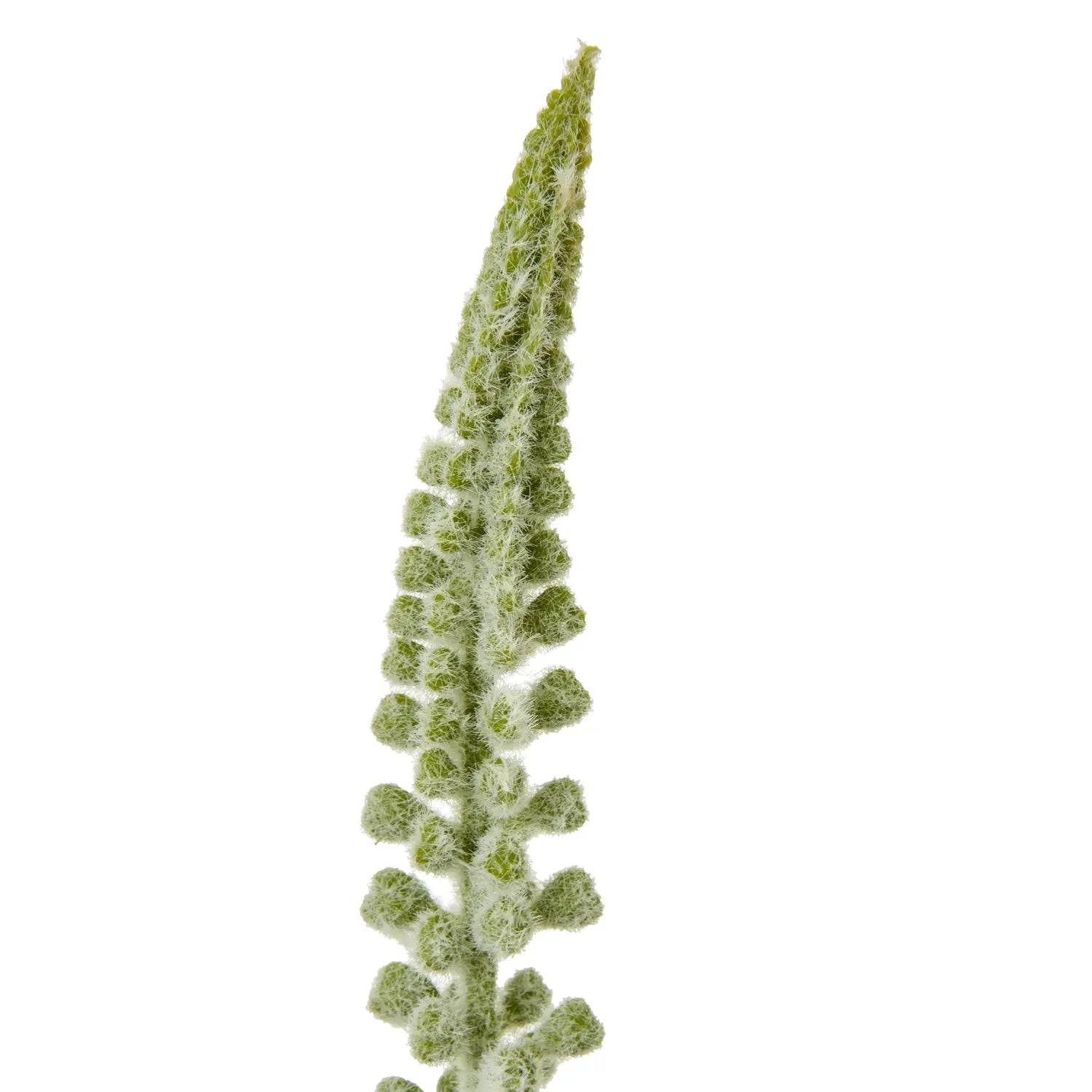 White Eremurus Stem Makur Interior