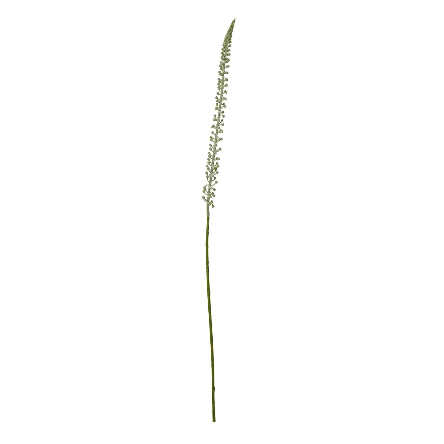 White Eremurus Stem Makur Interior