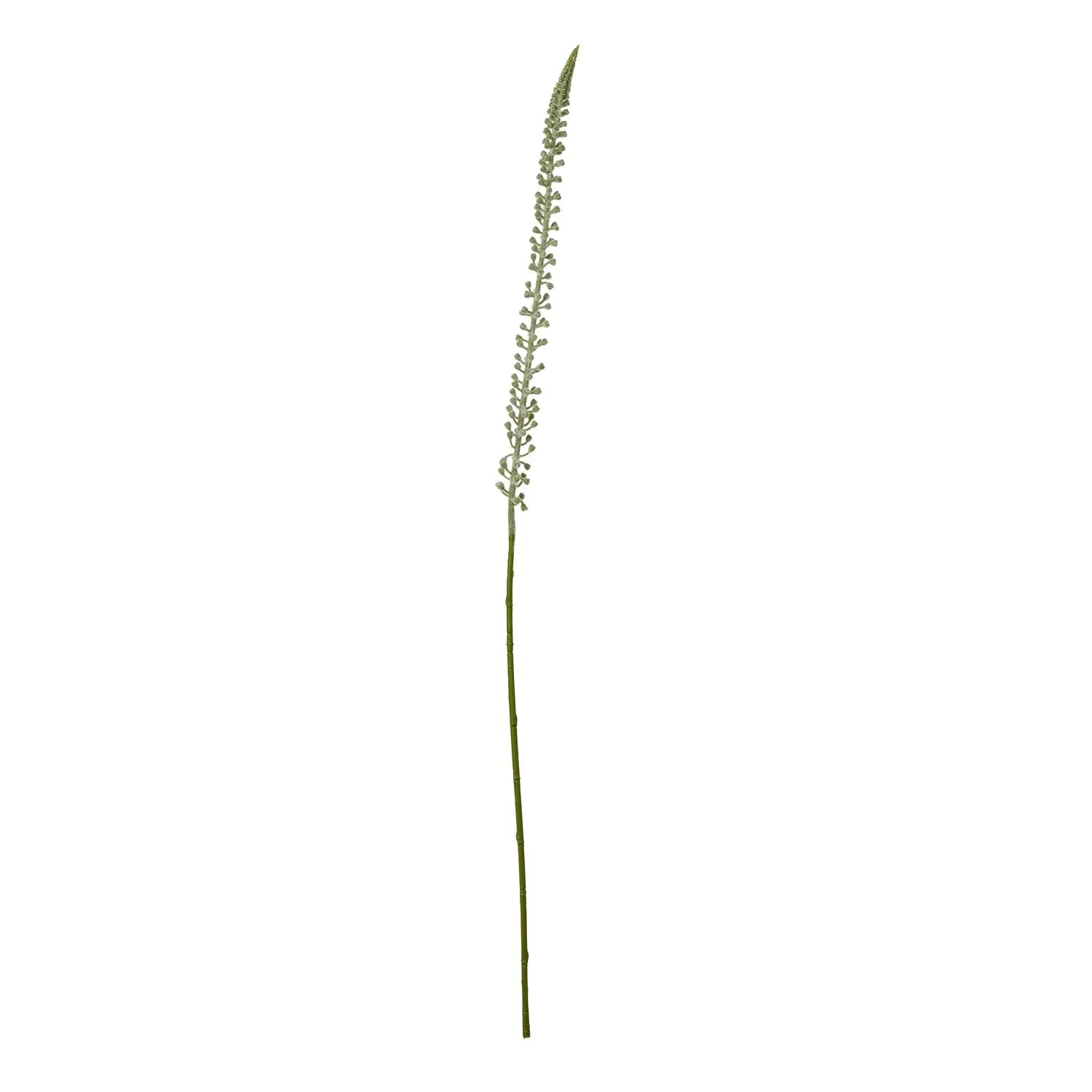 White Eremurus Stem Makur Interior