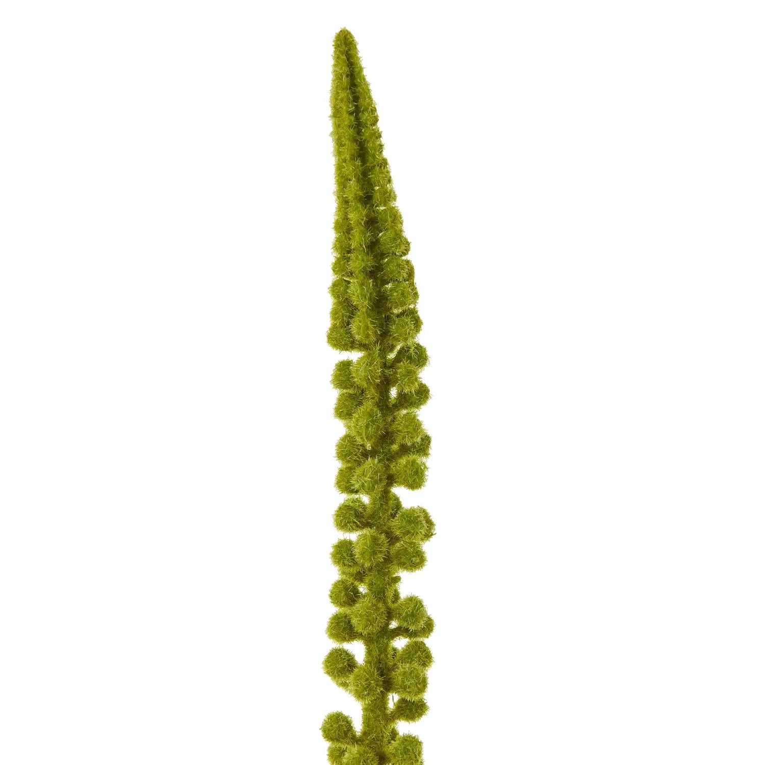 Green Eremurus Stem Makur Interior
