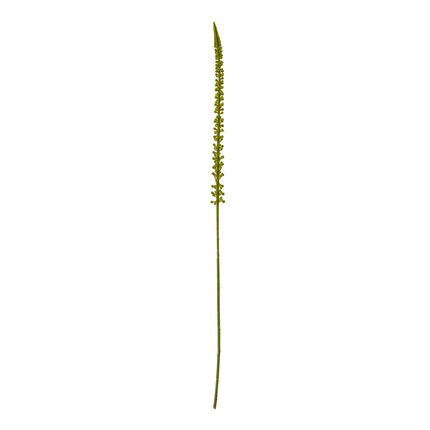 Green Eremurus Stem Makur Interior