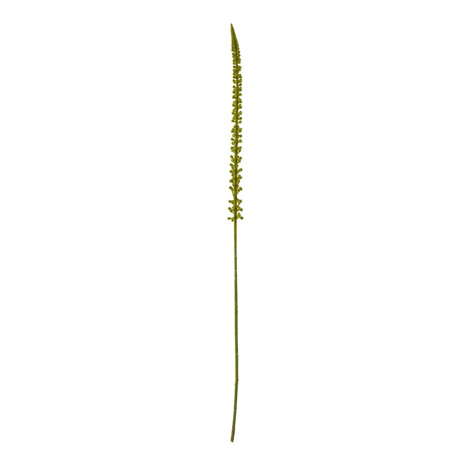 Green Eremurus Stem Makur Interior