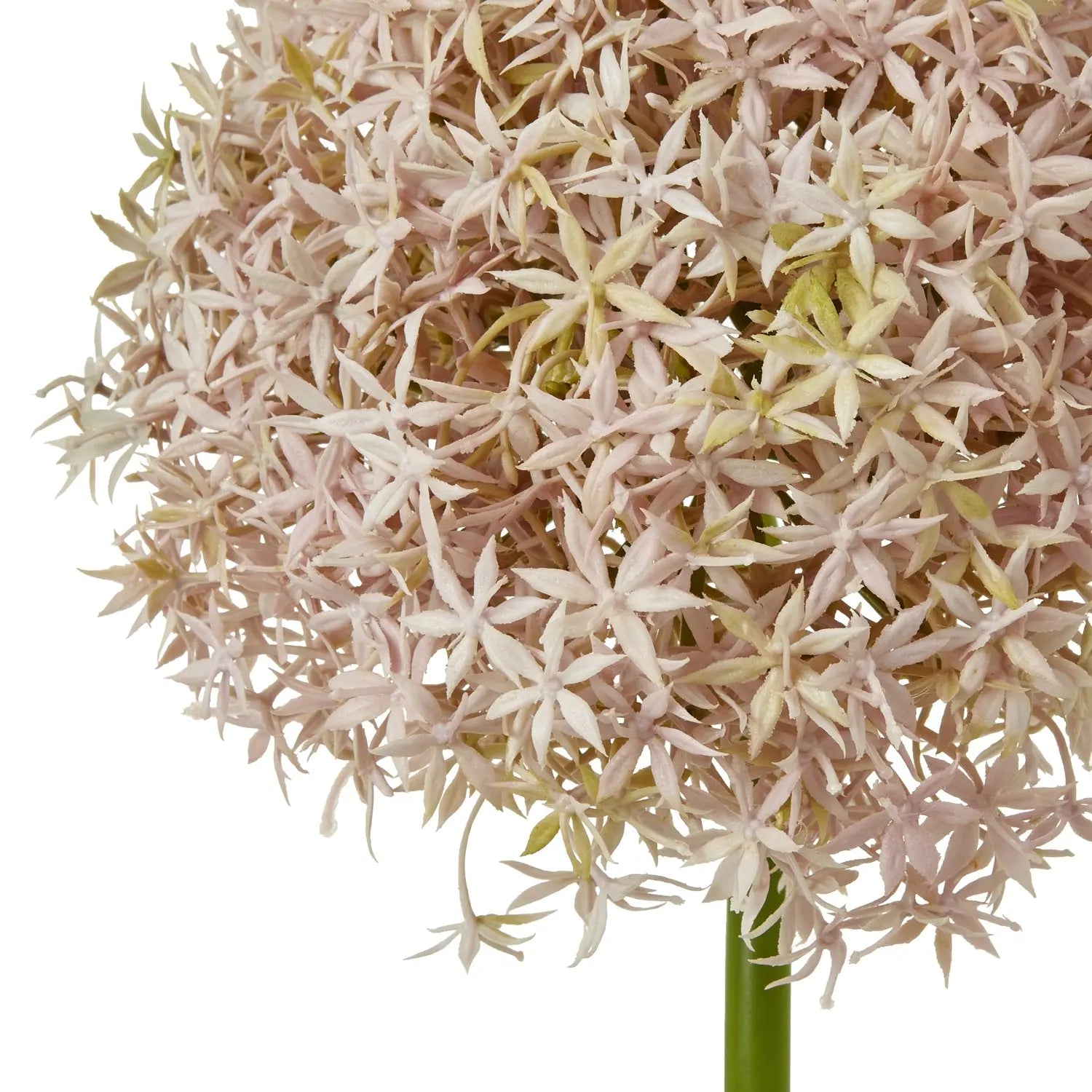 Lilac Giant Allium Stem Makur Interior