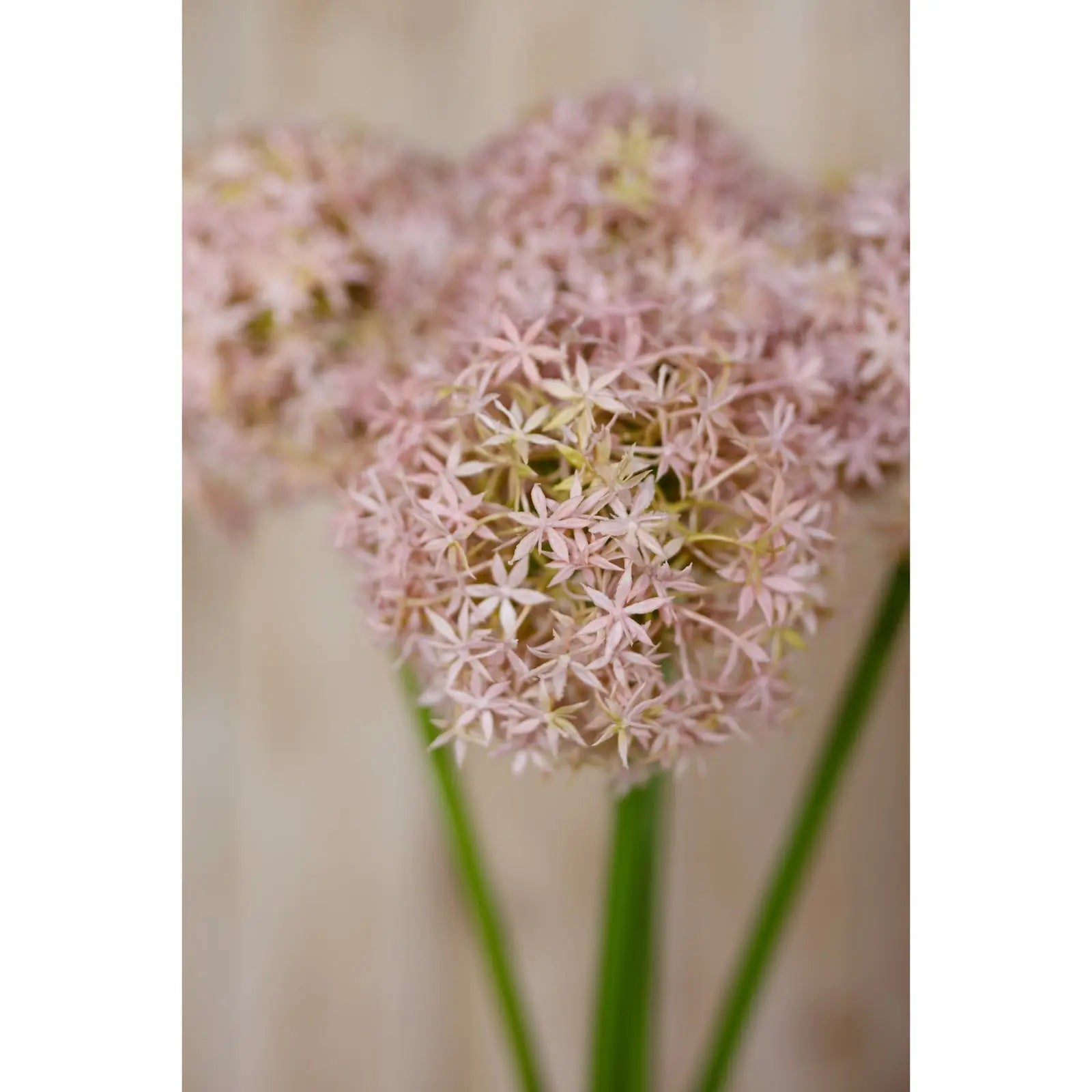 Lilac Giant Allium Stem Makur Interior