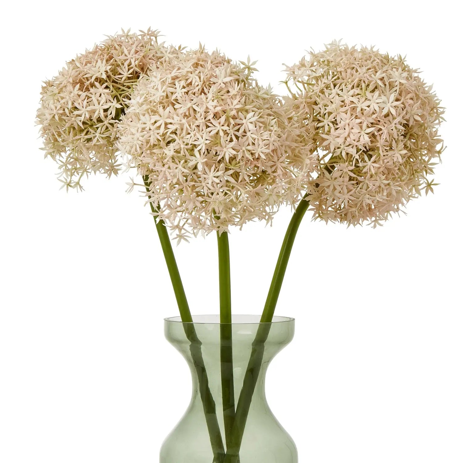 Pink Giant Allium Stem Makur Interior