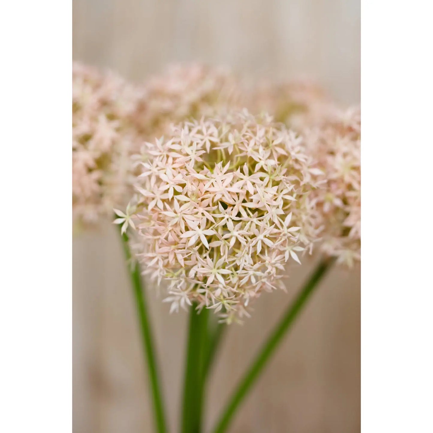Pink Giant Allium Stem Makur Interior