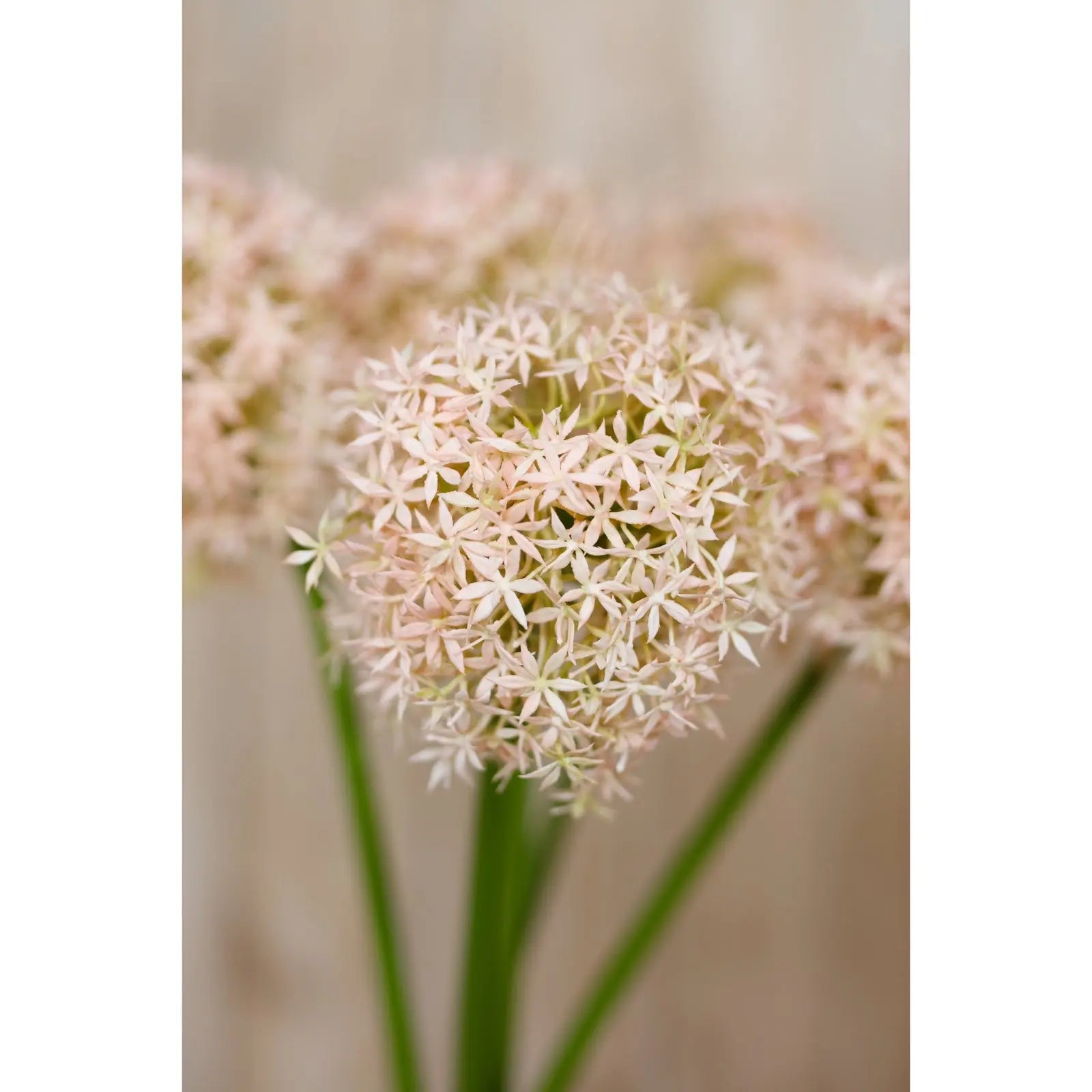Pink Giant Allium Stem Makur Interior