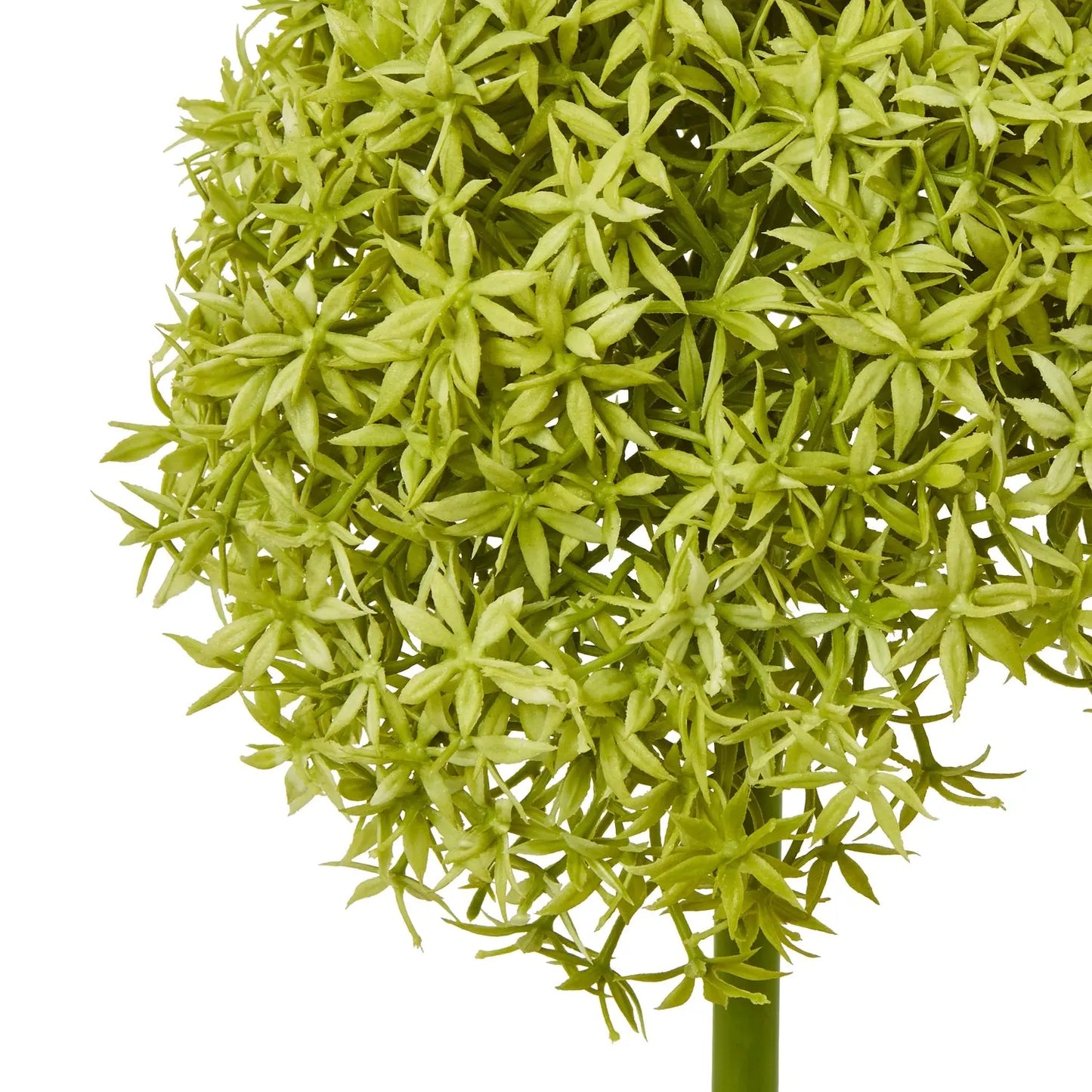 Green Giant Allium Stem Makur Interior
