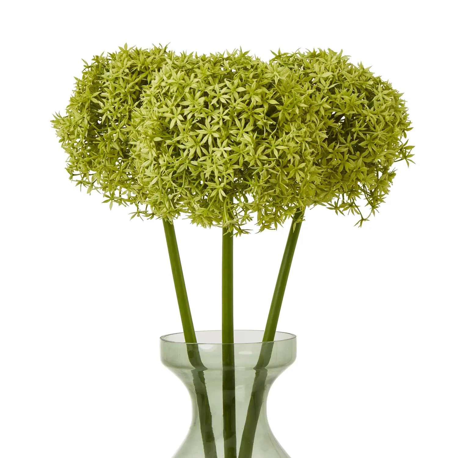 Green Giant Allium Stem Makur Interior
