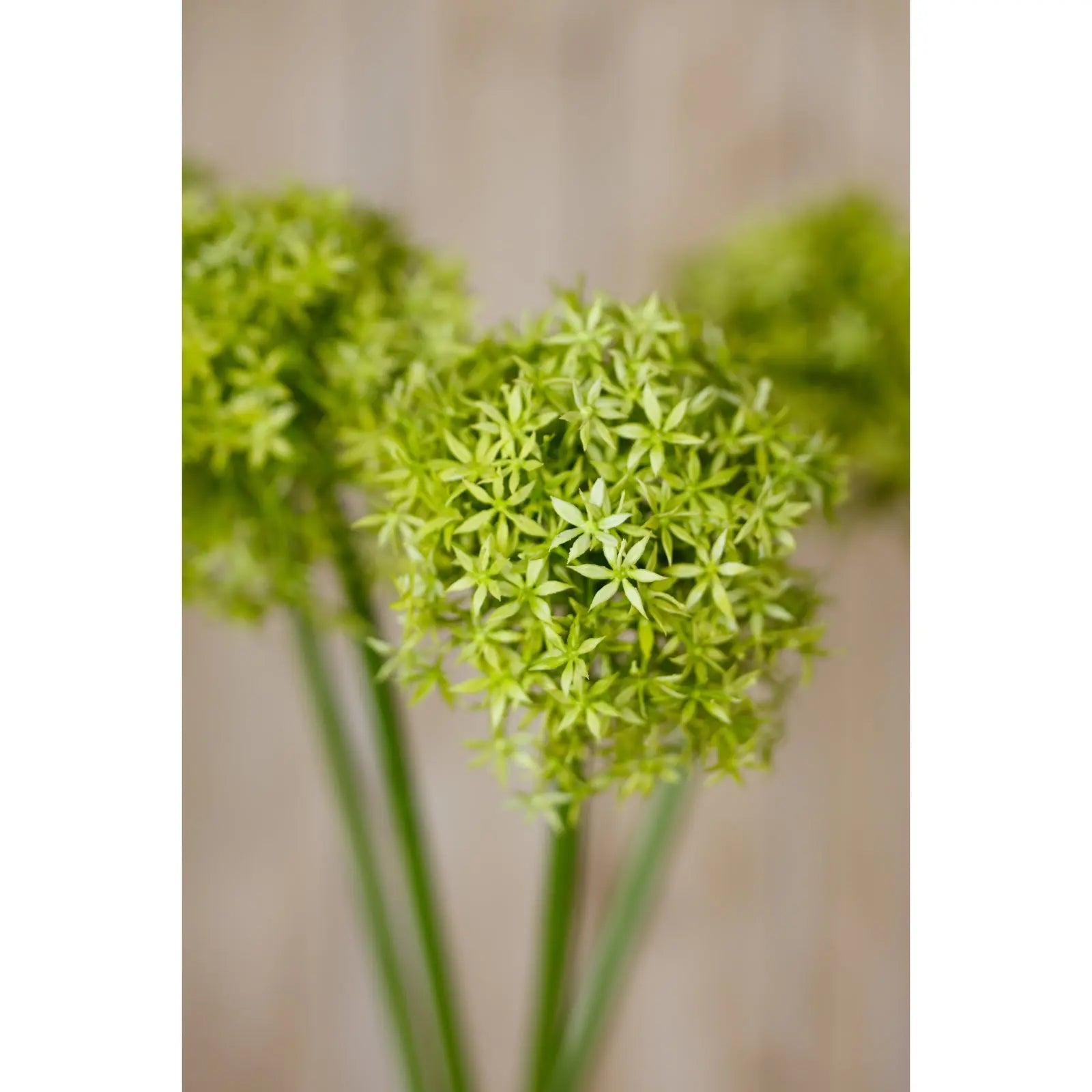 Green Giant Allium Stem Makur Interior