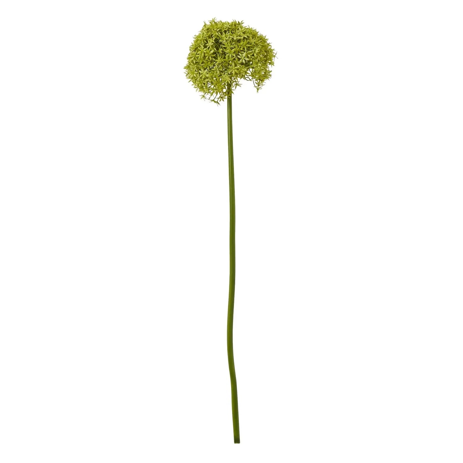 Green Giant Allium Stem Makur Interior
