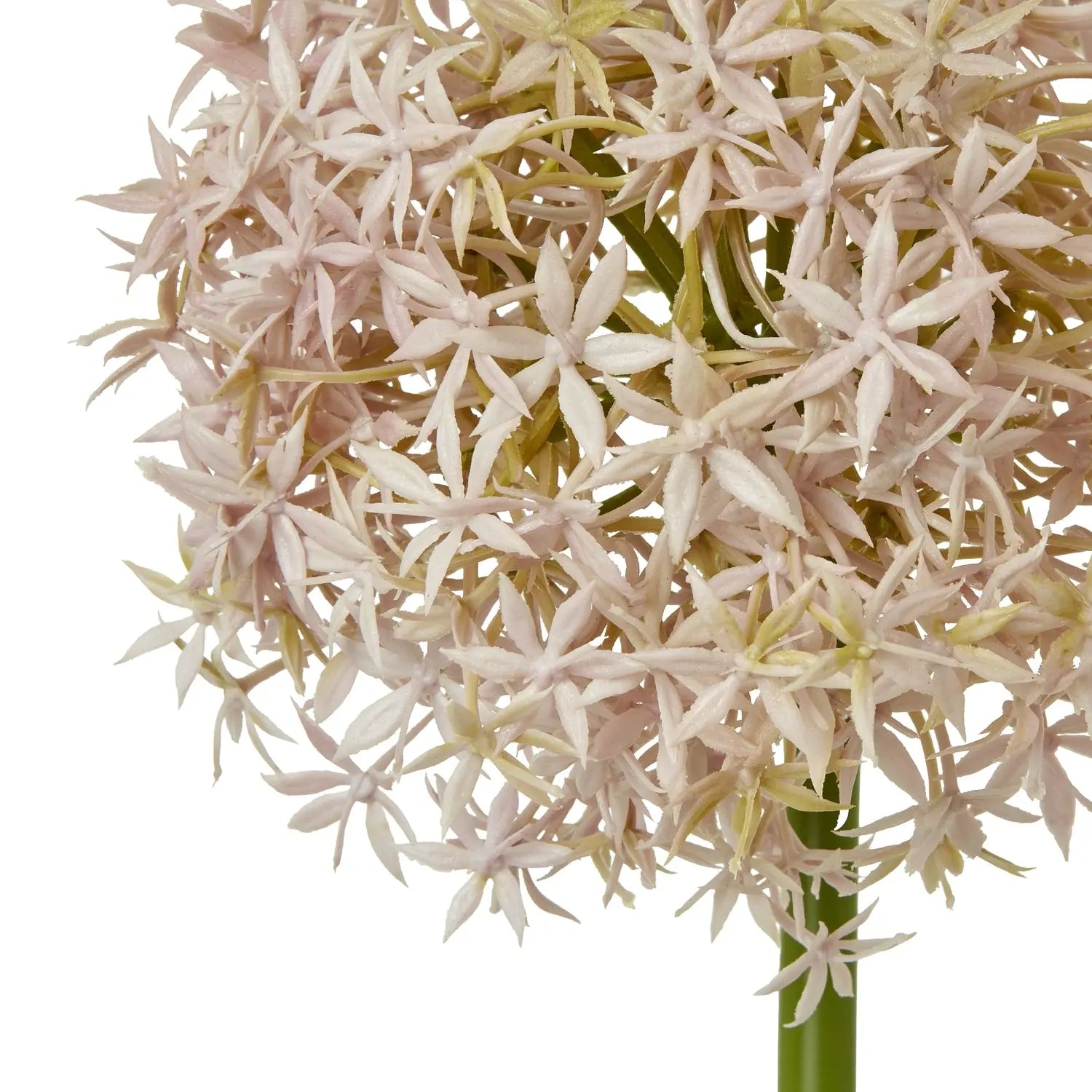 Lilac Medium Allium Stem Makur Interior