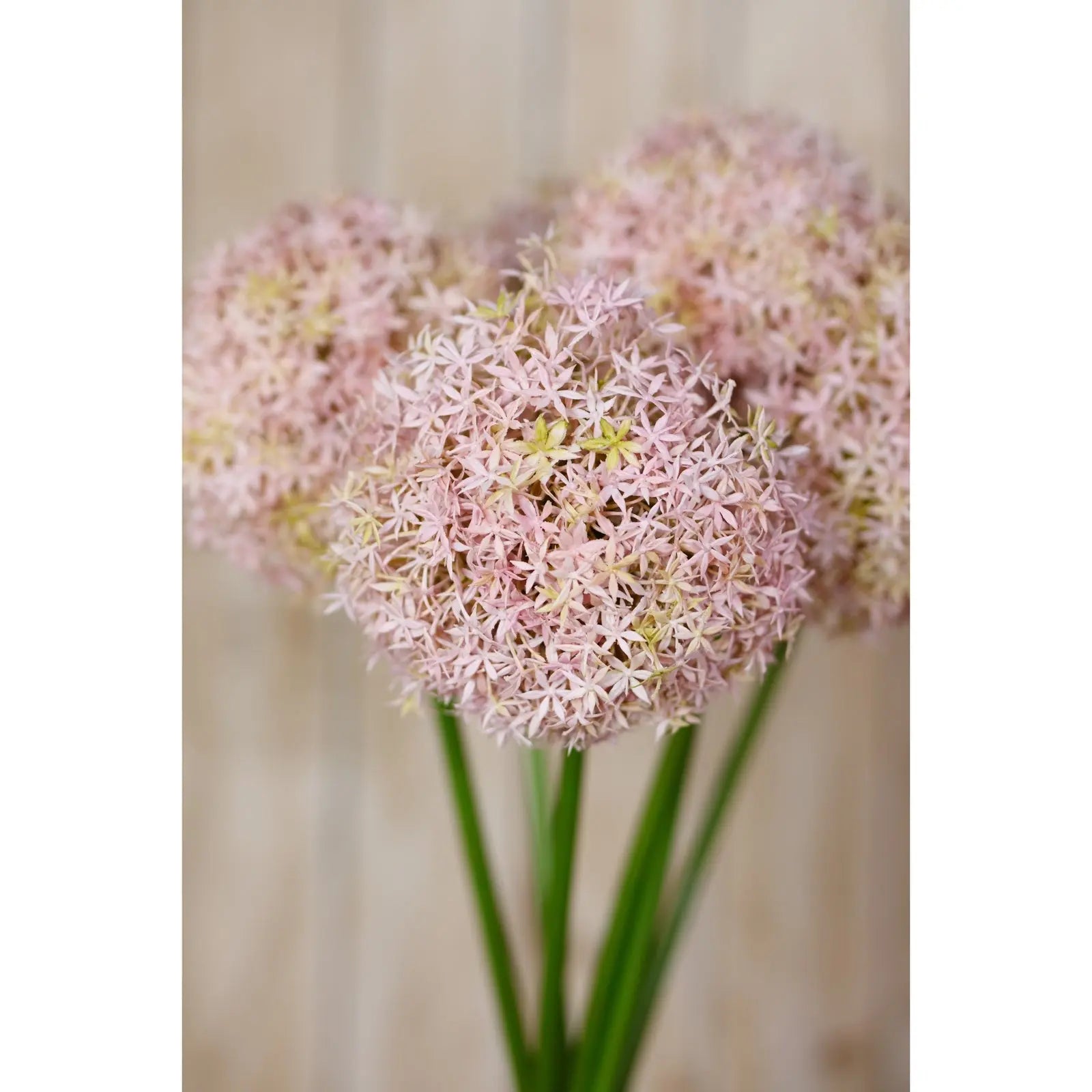 Lilac Medium Allium Stem Makur Interior