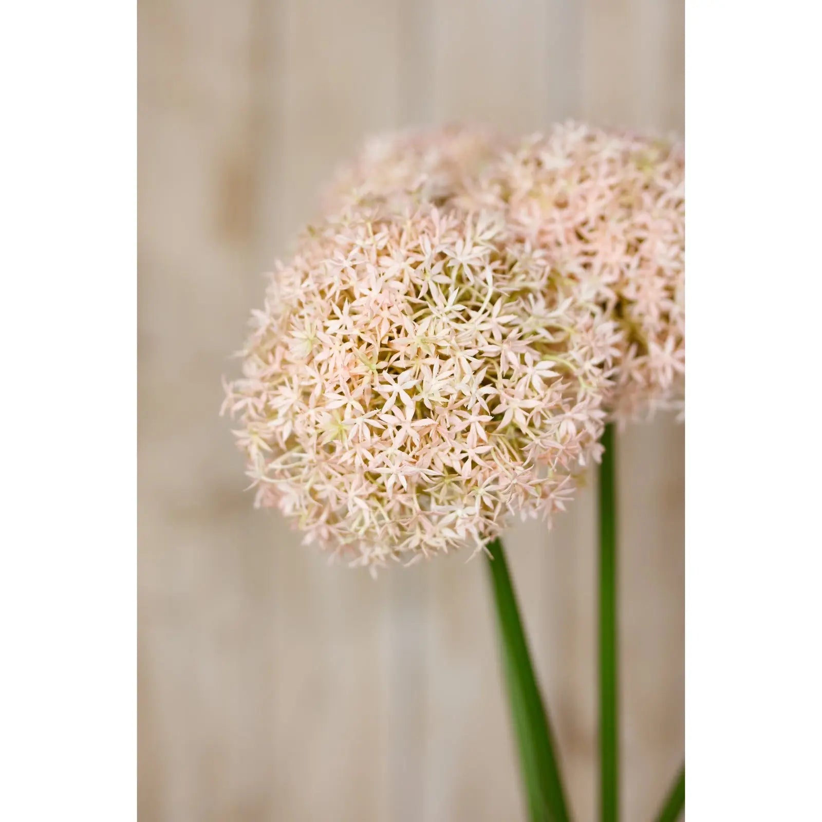 Pink Medium Allium Stem Makur Interior