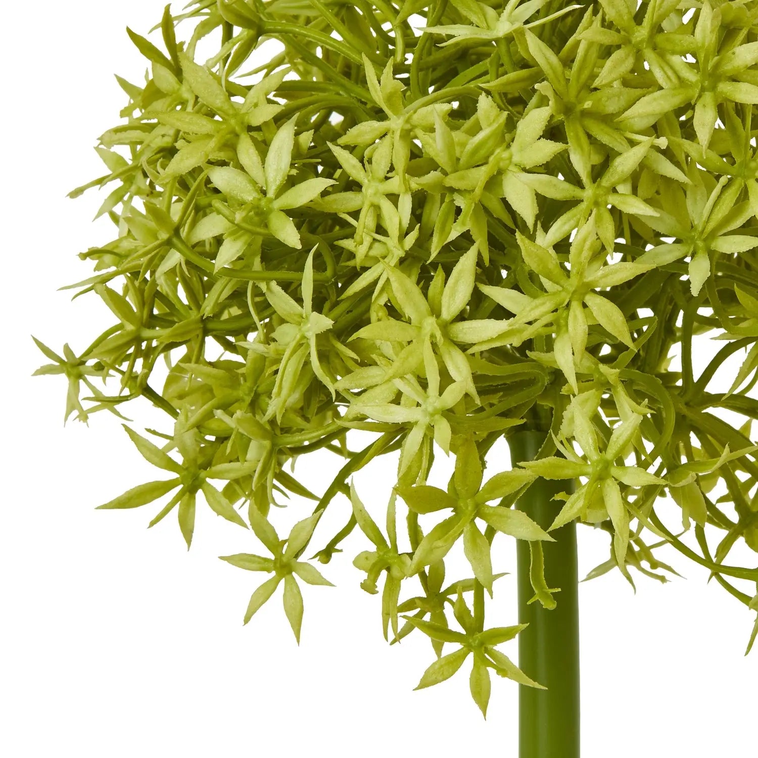 Green Medium Allium Stem Makur Interior