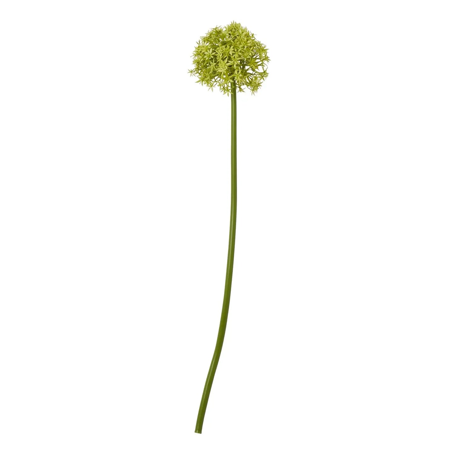 Green Medium Allium Stem Makur Interior