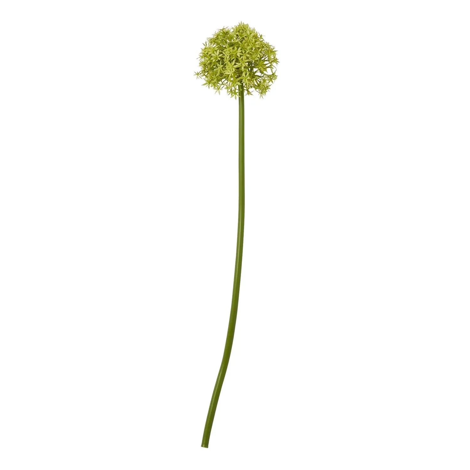 Green Medium Allium Stem Makur Interior