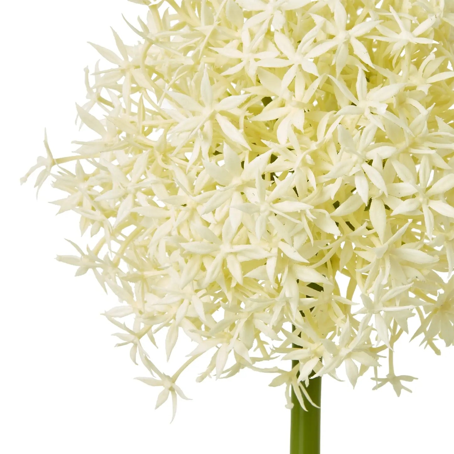 Cream Medium Allium Stem Makur Interior