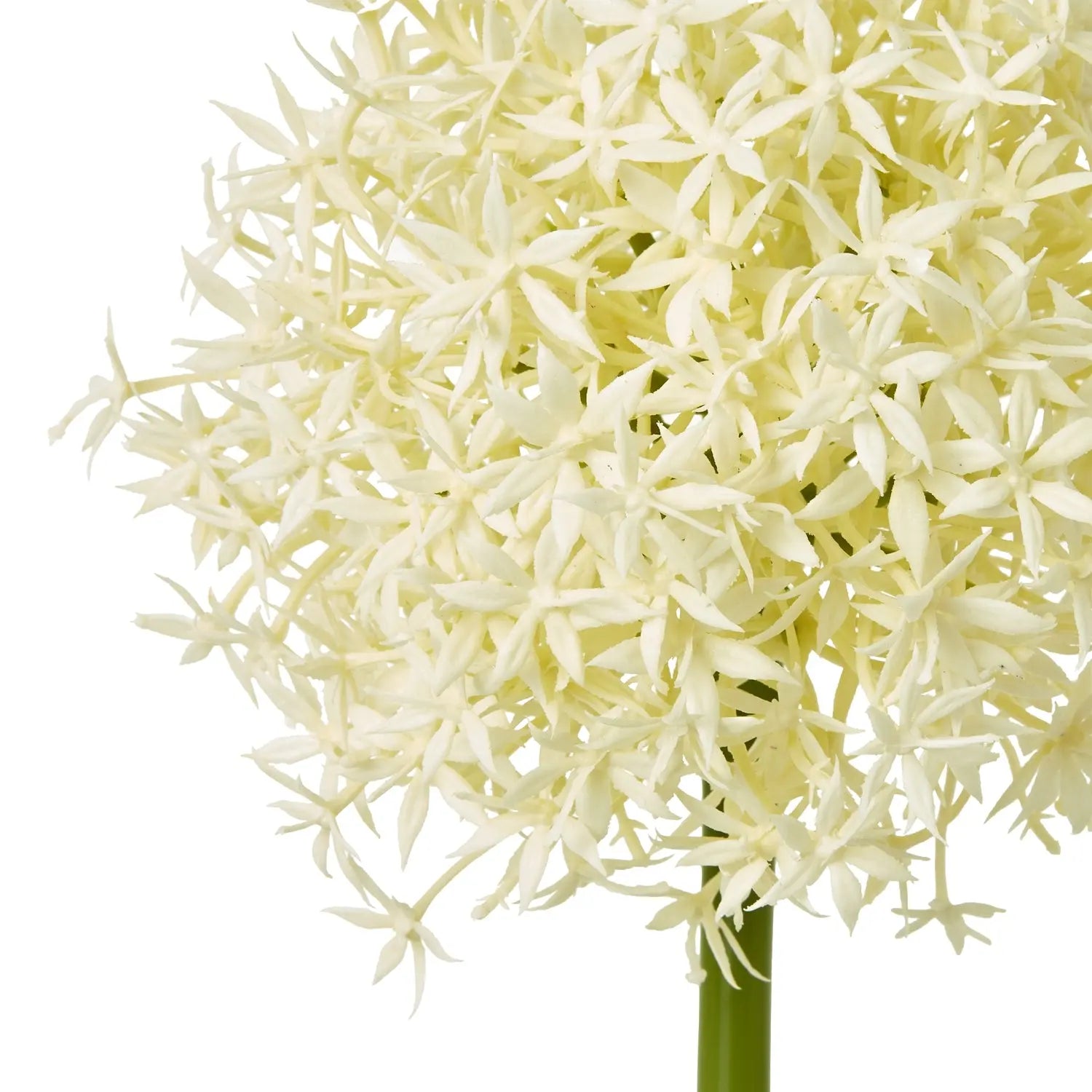 Cream Medium Allium Stem Makur Interior