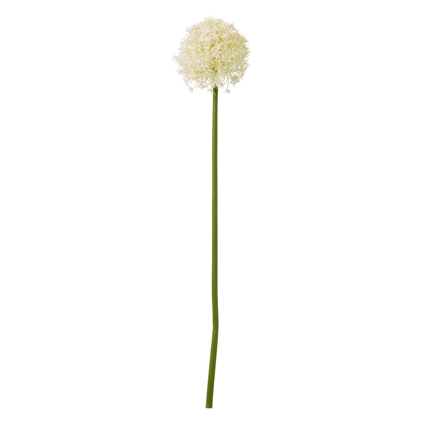 Cream Medium Allium Stem Makur Interior