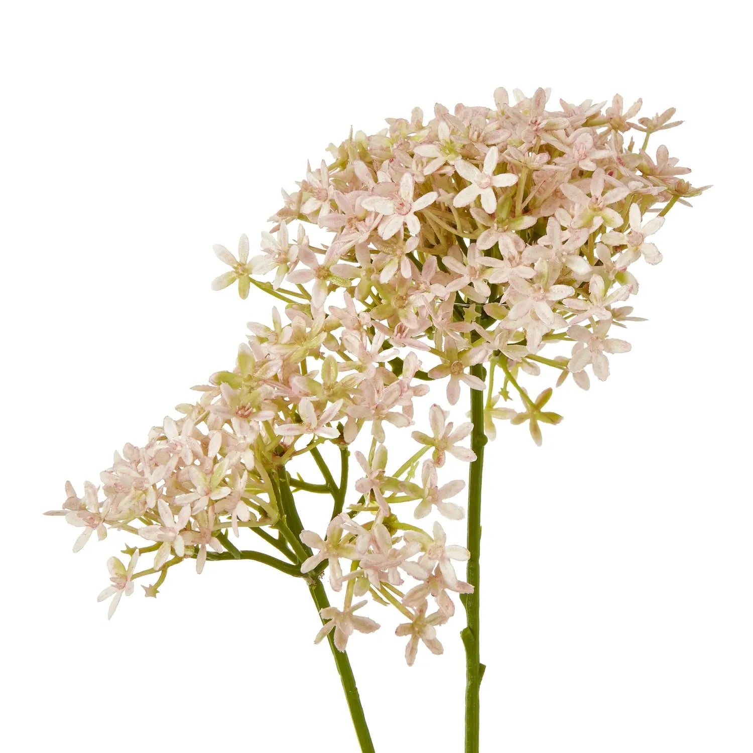 Pink Crown Hydrangea Stem Makur Interior