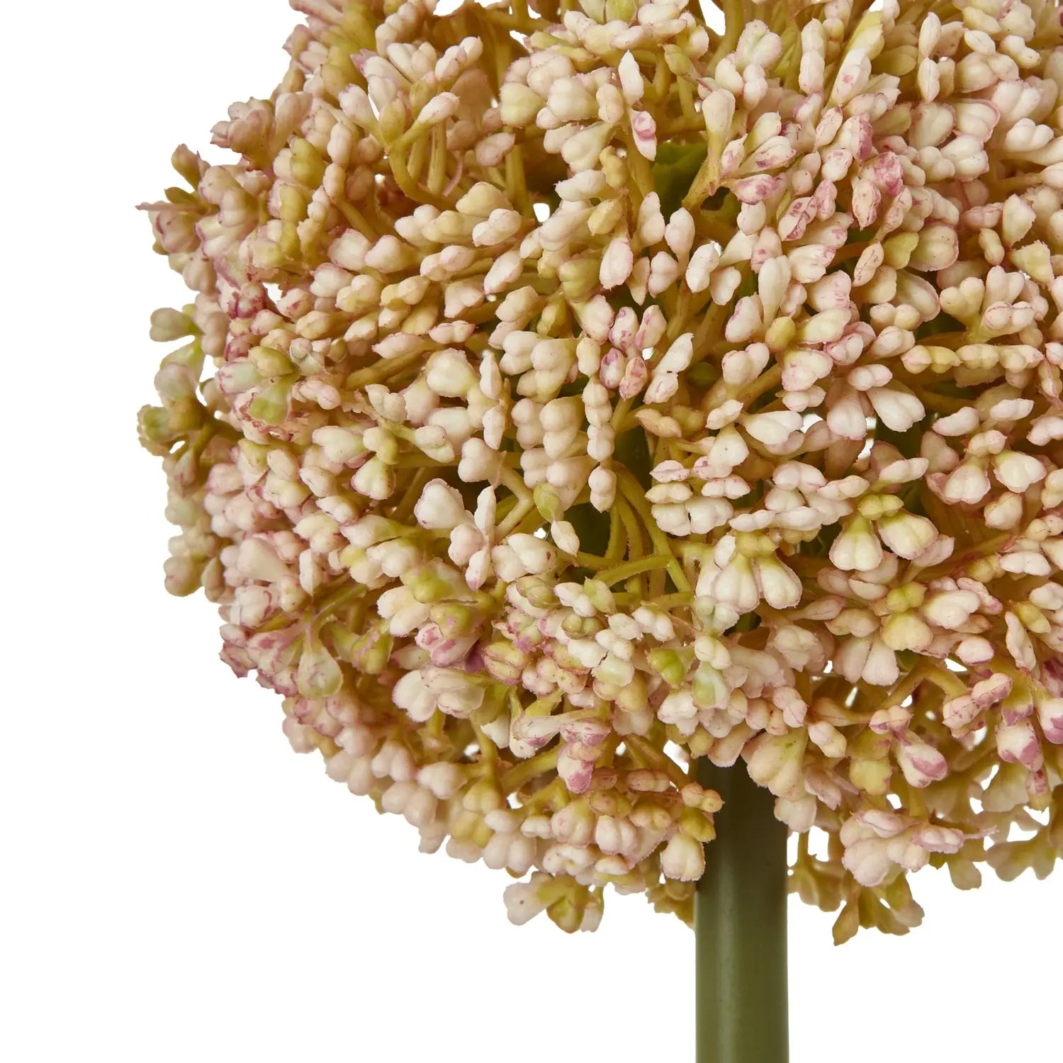 Pink Allium Stem Makur Interior