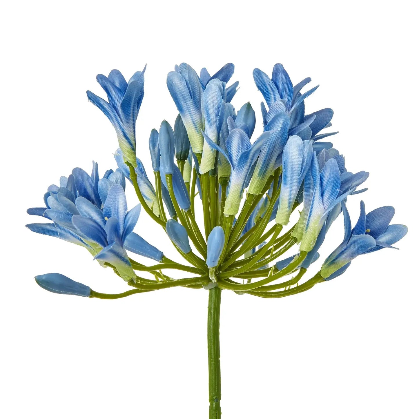 Blue Agapanthus Stem Makur Interior