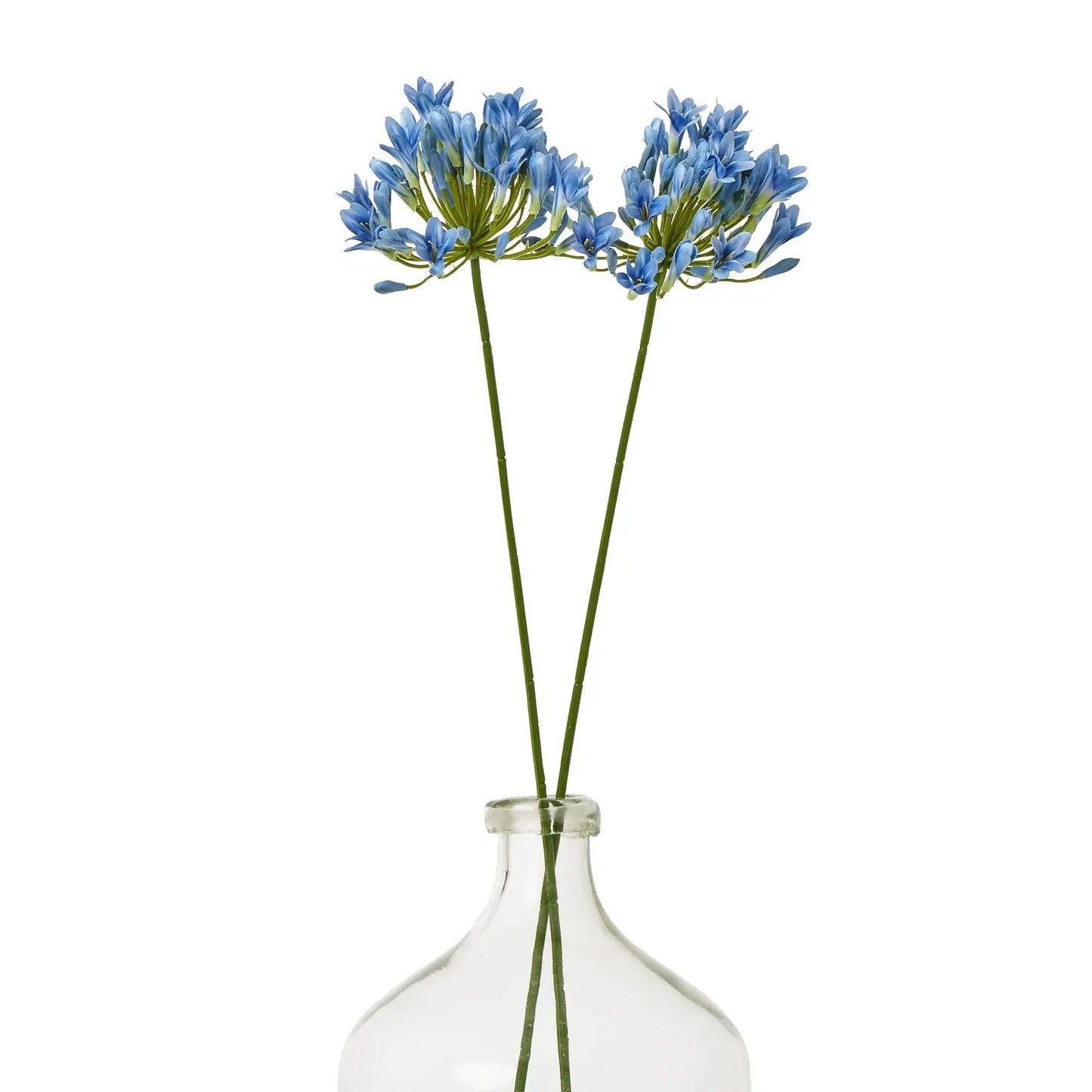 Blue Agapanthus Stem Makur Interior