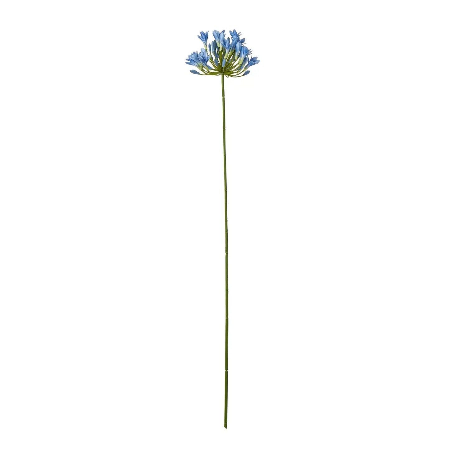 Blue Agapanthus Stem Makur Interior