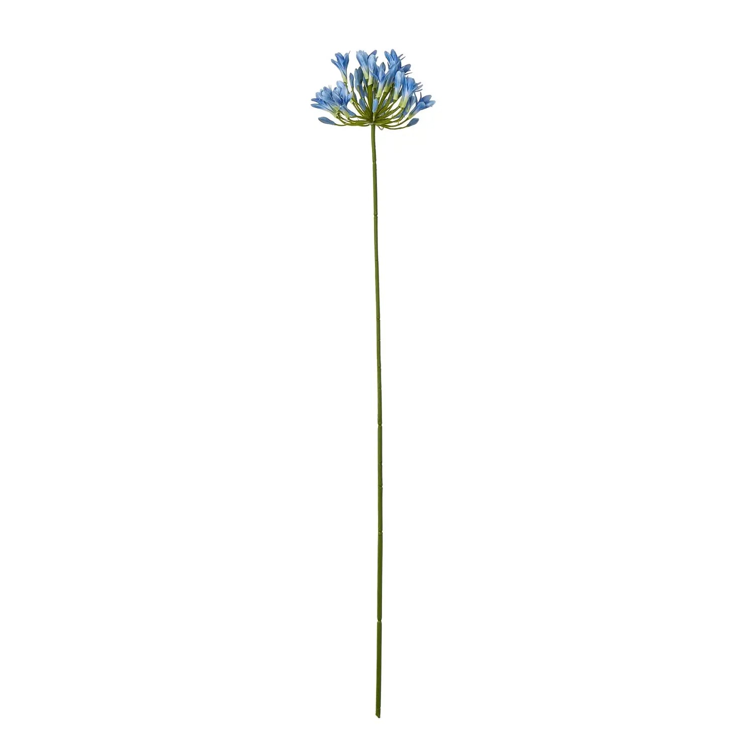 Blue Agapanthus Stem Makur Interior