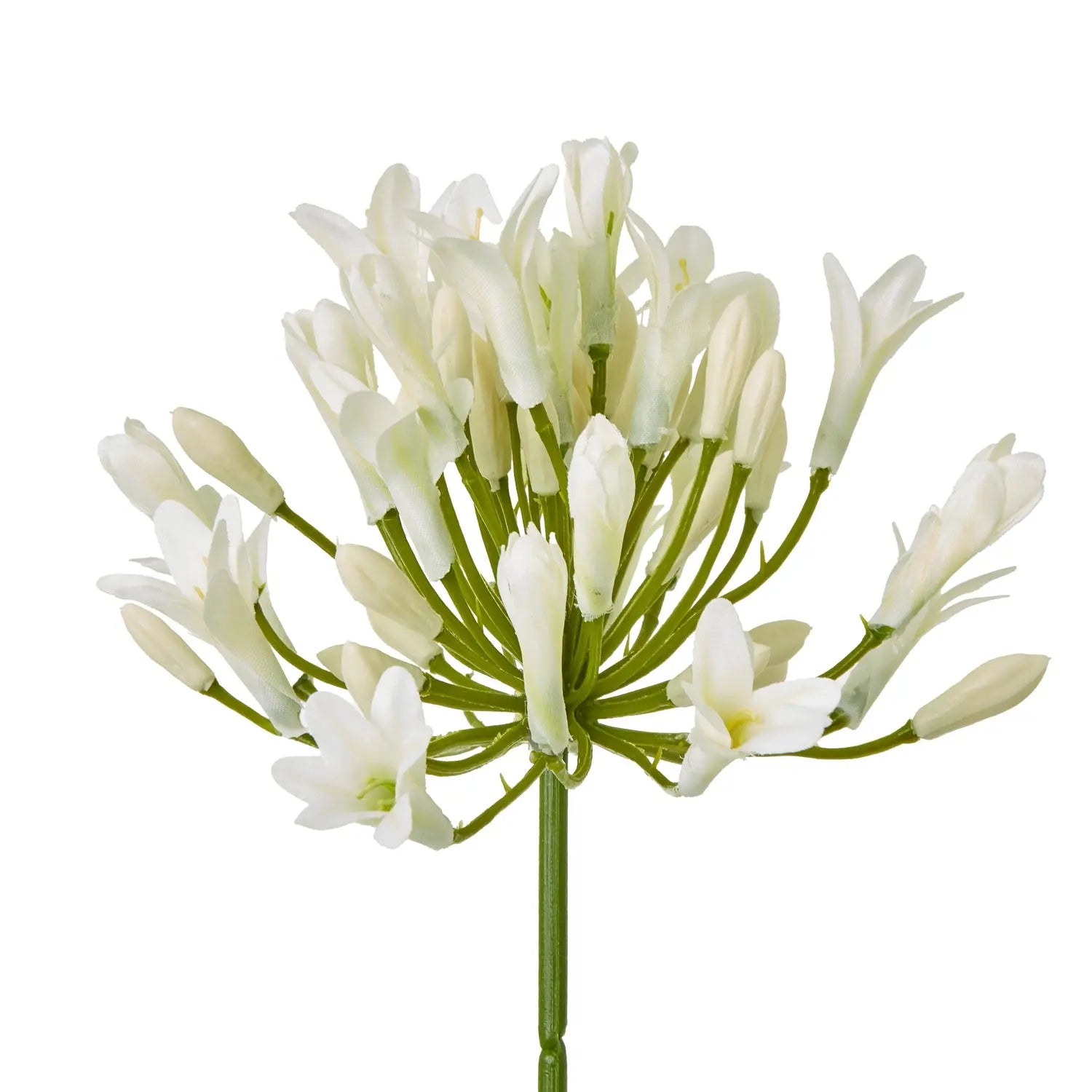 Cream Agapanthus Spray Makur Interior
