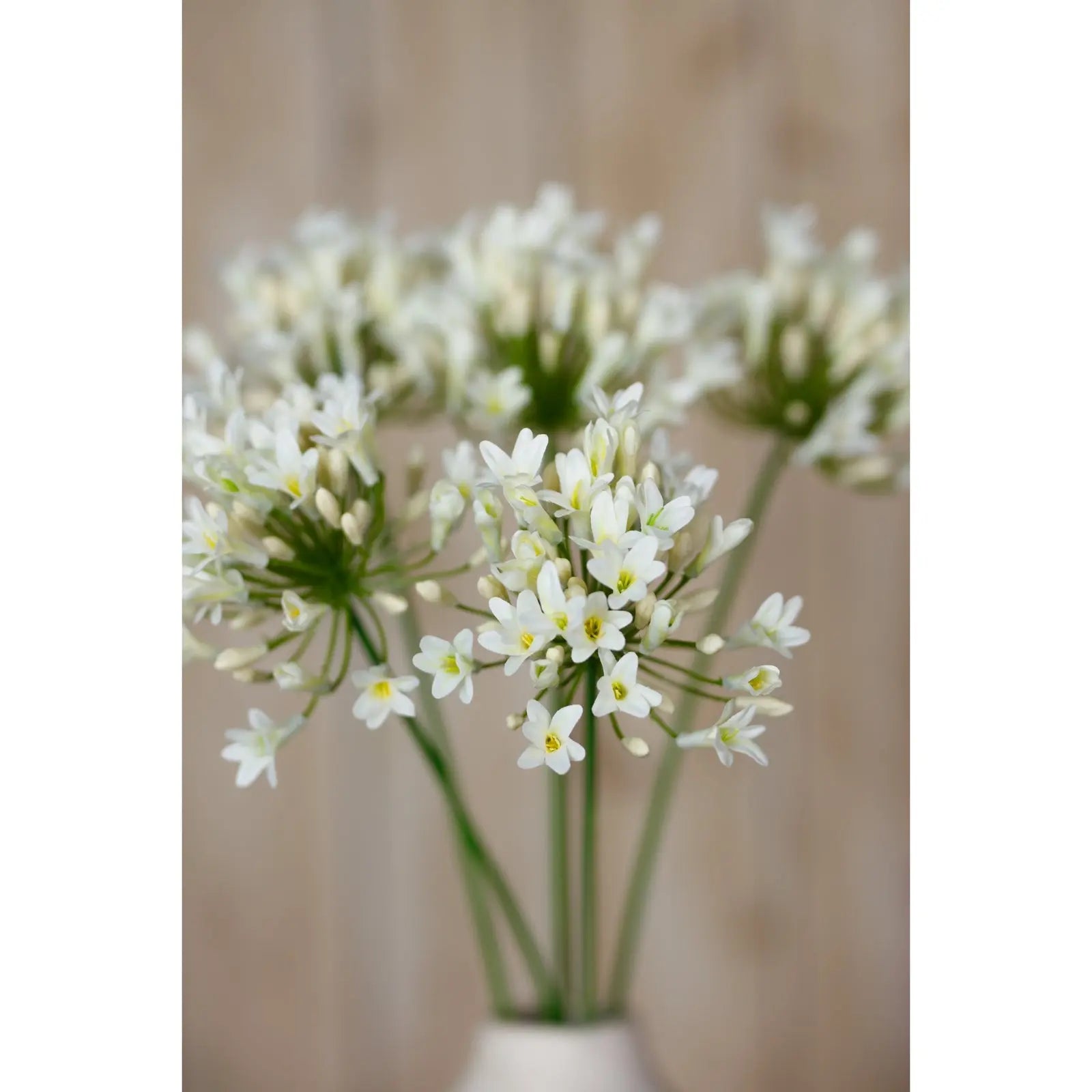 Cream Agapanthus Spray Makur Interior