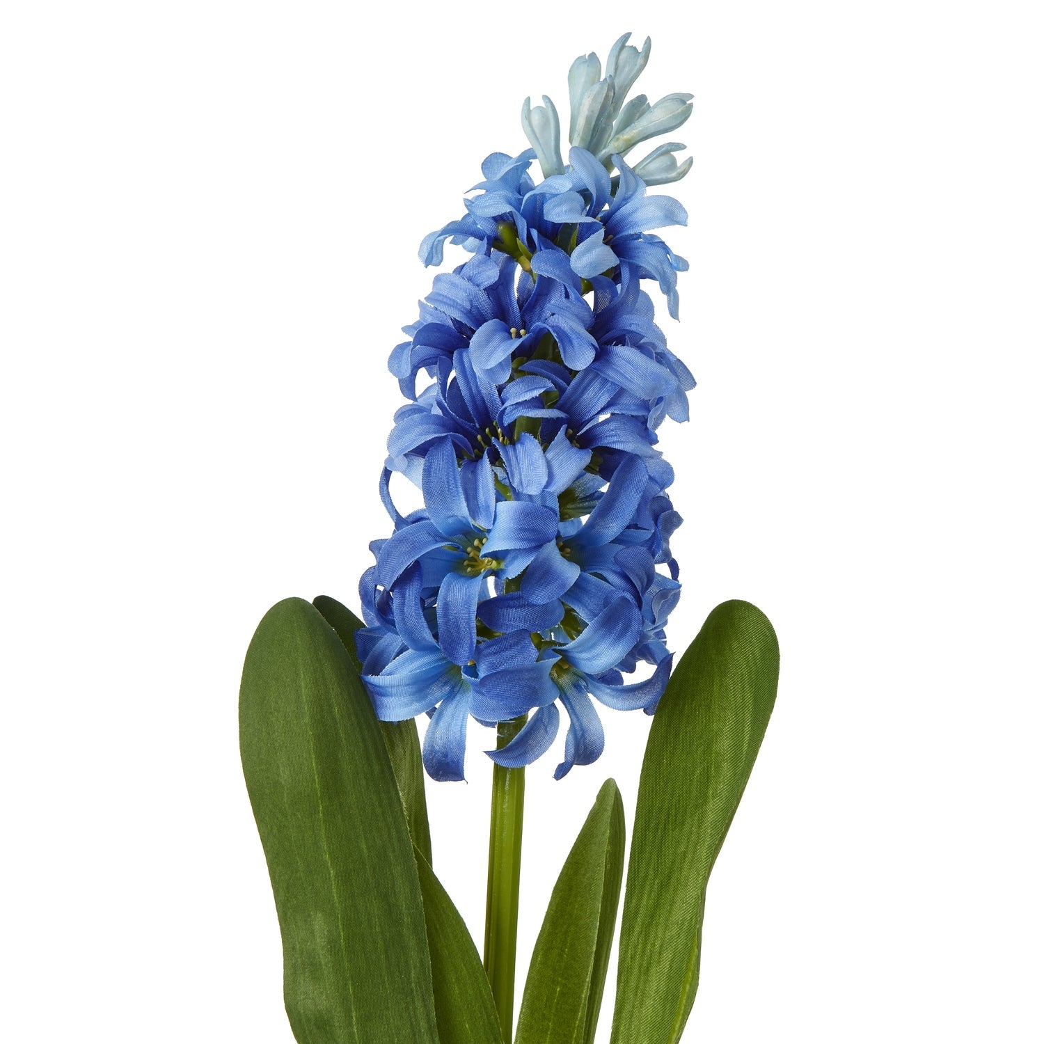 Blue Hyacinth Stem Makur Interior