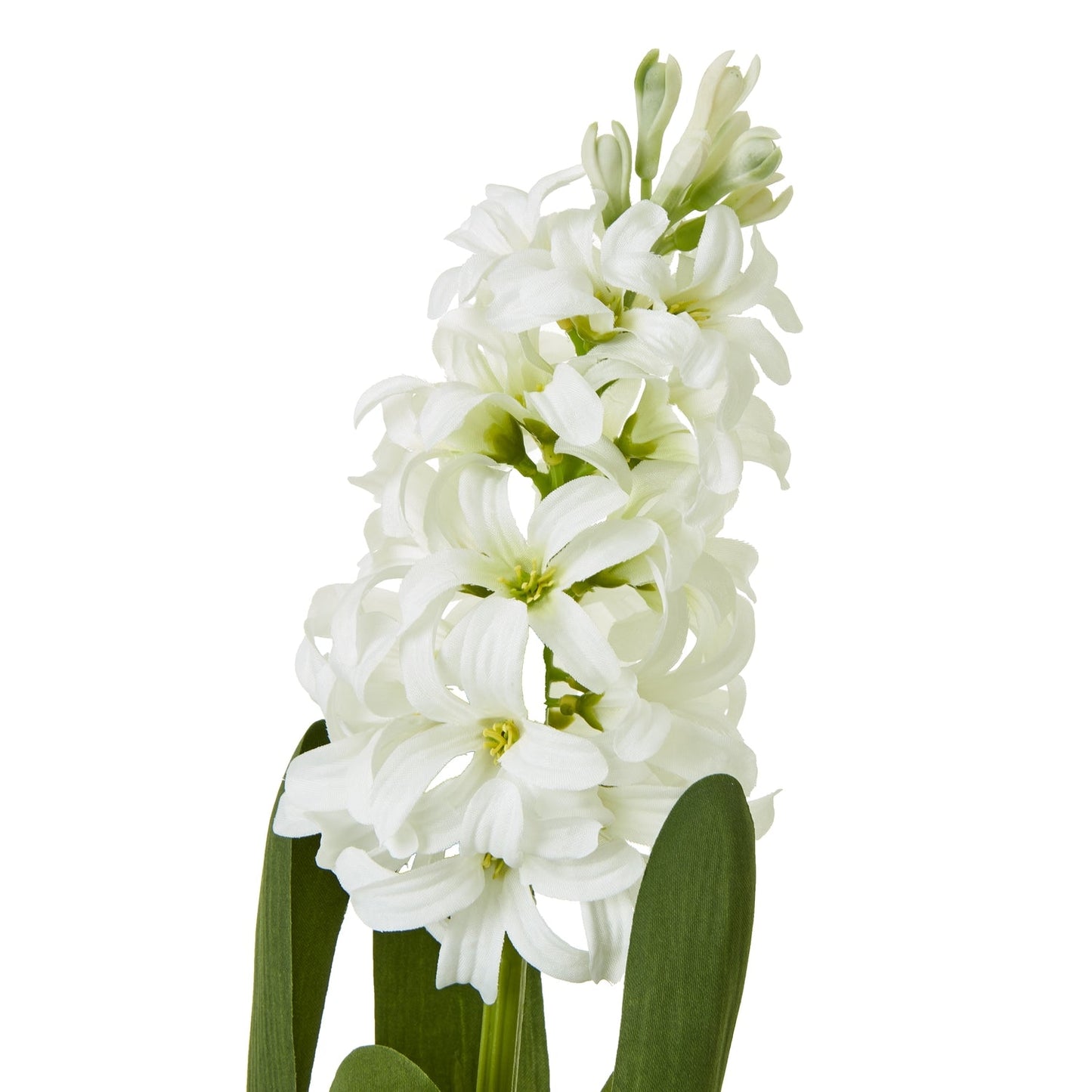 White Hyacinth Stem Makur Interior
