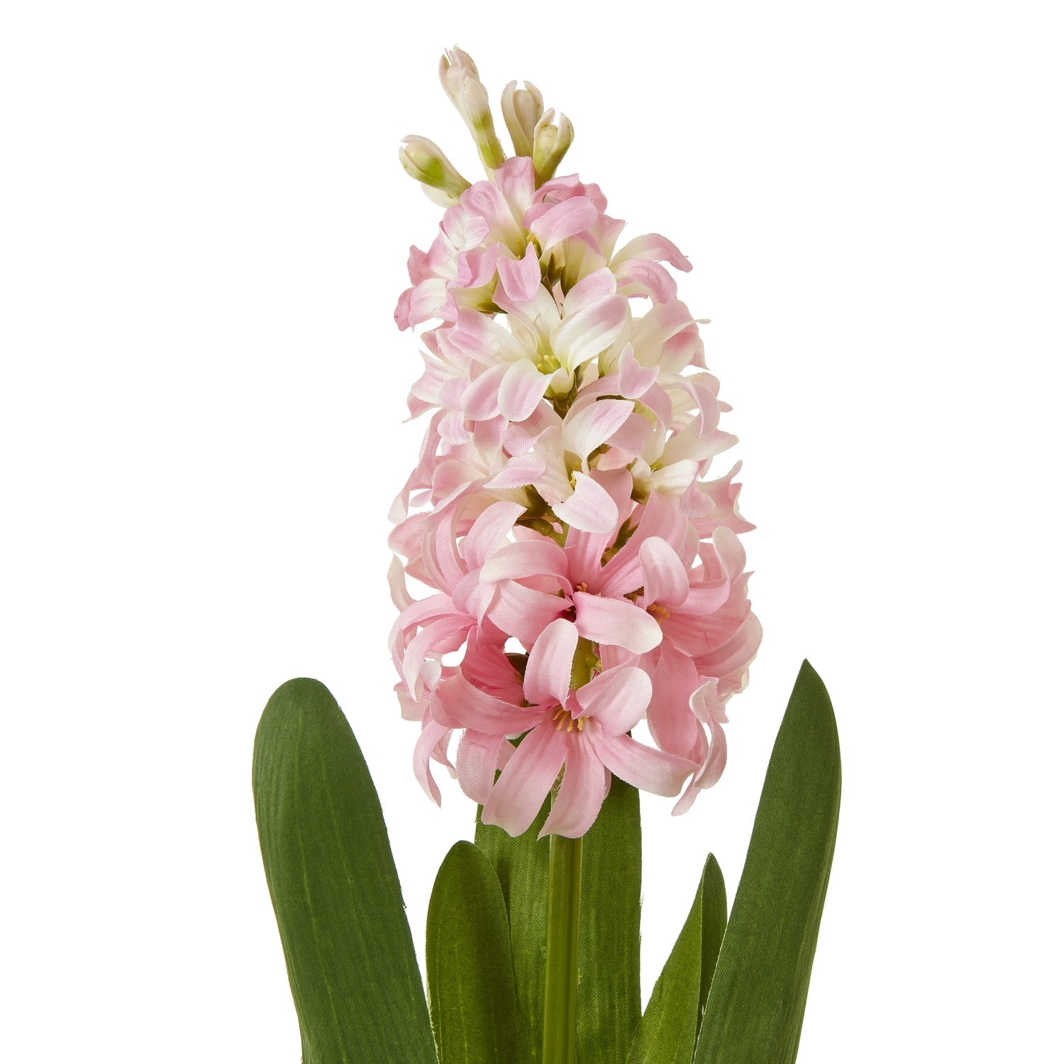 Pink Hyacinth Stem Makur Interior