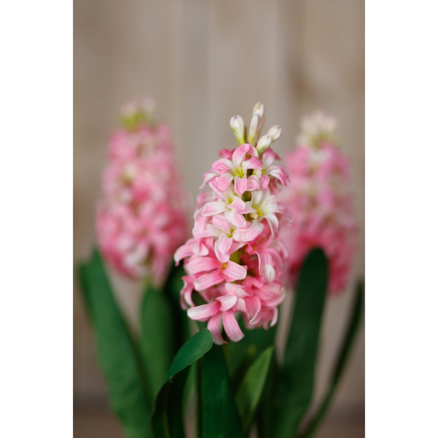 Pink Hyacinth Stem Makur Interior