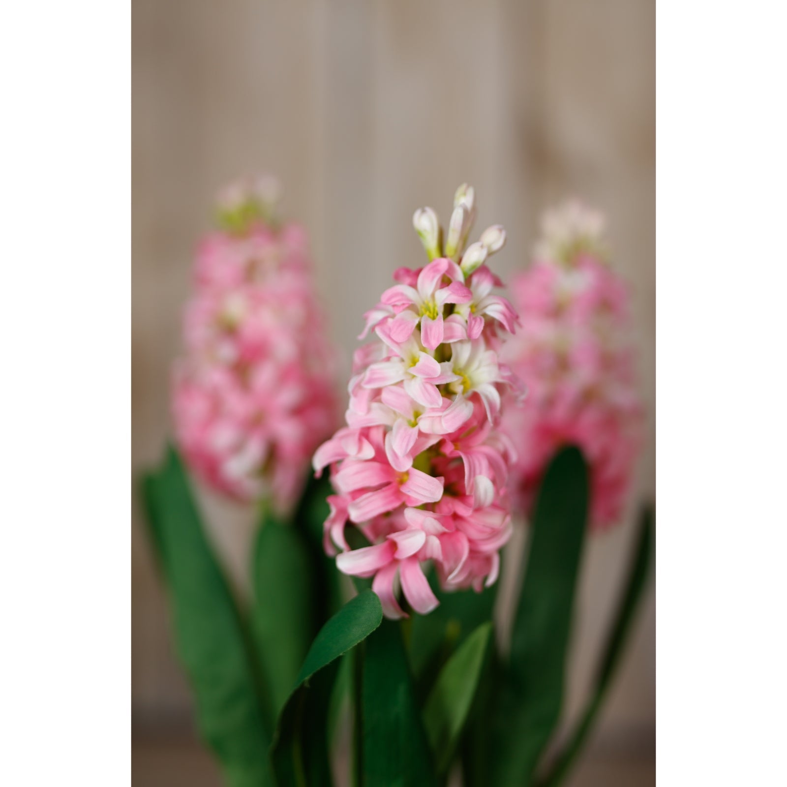 Pink Hyacinth Stem Makur Interior