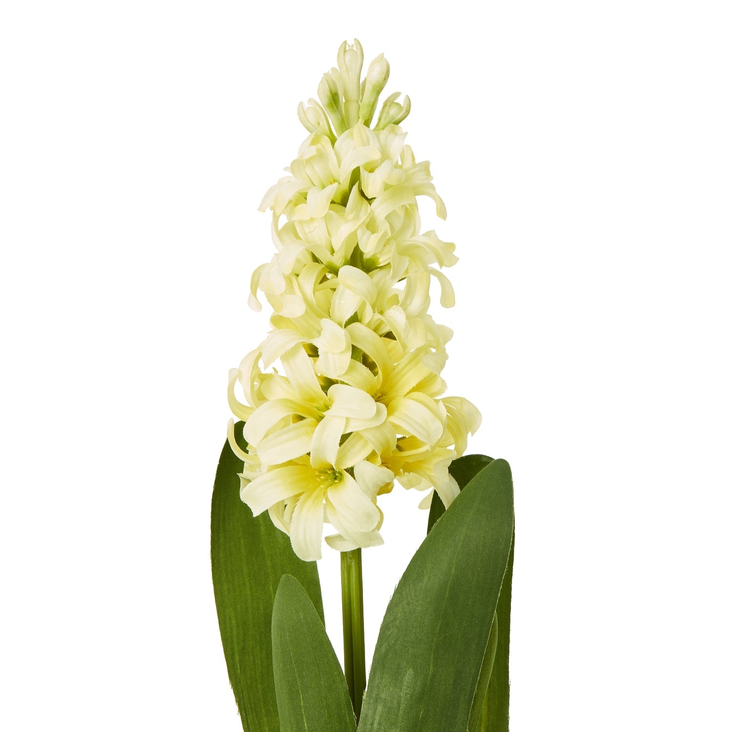 Yellow Hyacinth Stem Makur Interior