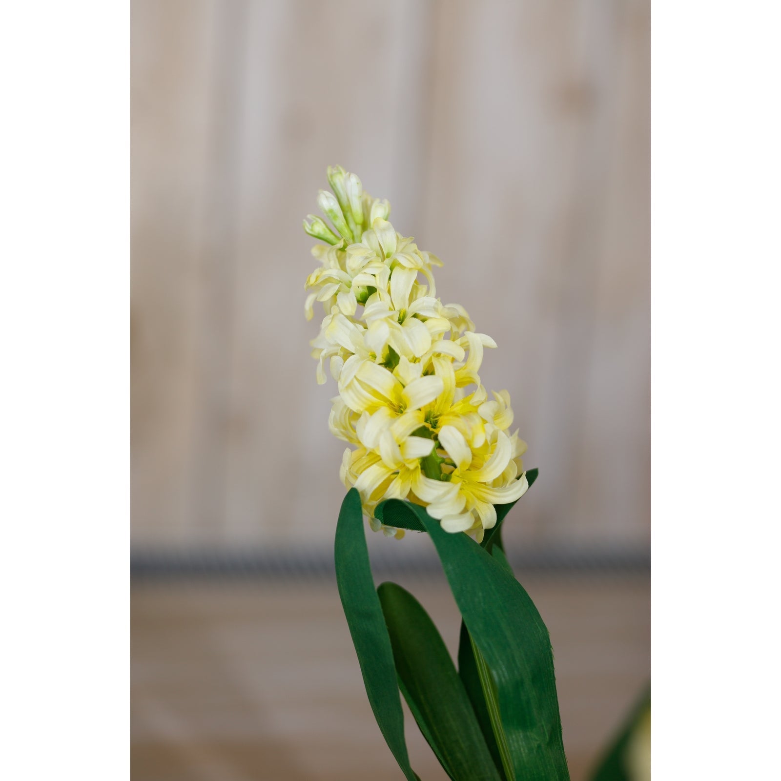 Yellow Hyacinth Stem Makur Interior